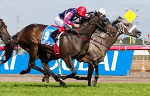 Manighar winning the Dubai Australian Cup at Flemington - photo by Race Horse Photos Australia