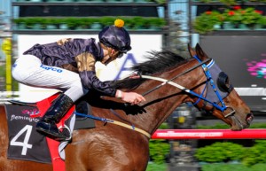 Cooldini winning the Banjo Paterson Series Heat 5 at Flemington - photo by Race Horse Photos Australia