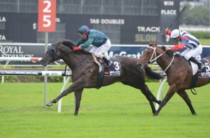 ashokan-golden-slipper-2012