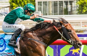 Last years All Aged Stakes winner All Too Hard