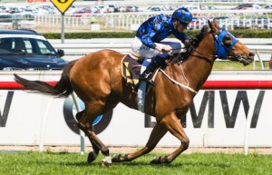 Buffering's odds continue to tumble in to win Saturday's BTC Cup 2014