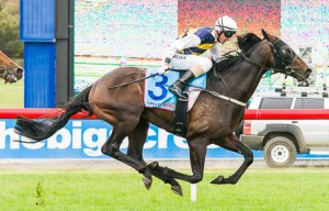 Ibicenco winning the Sportingbet Sandown Cup at Sandown - photo by Race Horse Photos Australia (Steven Dowden)