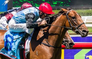 Octavia winning the Kevin Hayes Stakes at Caulfield - photo by Race Horse Photos Australia (Steven Dowden)