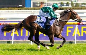 Samaready winning the Patinack Farm Blue Diamond Stakes at Caulfield - photo by Race Horse Photos Australia
