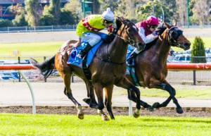 Moonee Valley Raceday Prince Harada winning the Alternate Railway Handicap at Moonee Valley - photo by Race Horse Photos Australia
