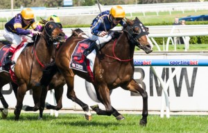 Bass Strit winning the TMB Printing Handicap at Caulfield - photo by Race Horse Photos Australia