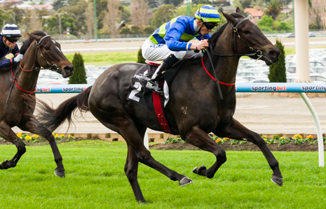 Gregers is our Top Tip at Caulfield on Memsie Stakes 2014 day