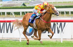 Miracles of Life winning the Patinack Farm Blue Diamond Preview at Caulfield - photo by Race Horse Photos Australia (Steven Dowden)