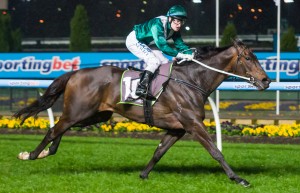 Samaready winning the Programmed Moir Stakes at Moonee Valley - photo by Race Horse Photos Australia