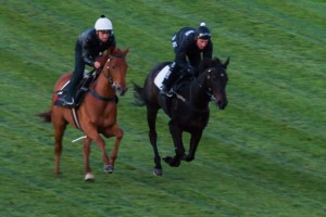 Silent Achiever at track work during the week in lead up to the Caulfield Cup