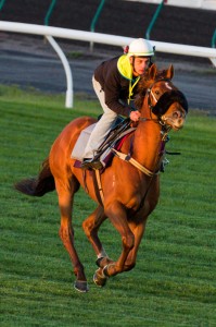 Hawkspur (Jarrod Coetzee) ahead of Caulfield Cup 2013