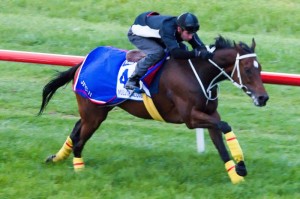 Mull Of Killough at Werribee Track TrackWork - photo by Race Horse Photos Australia