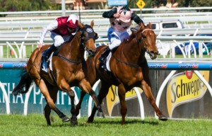 Caulfield Raceday British General winning the BMW Weekend Hussler Stakes at Caulfield - photo by Race Horse Photos Australia
