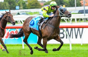 Cosmic Causeway winning the Jack Elliott Handicap at Caulfield - photo by Race Horse Photos Australia