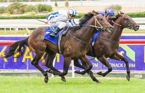 Dissident winning the Patinack Farm Blue Diamond Preview at Caulfield - photo by Race Horse Photos Australia (Steven Dowden)