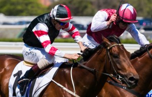 Polanski winning the Norman Robinson Stakes at Caulfield - photo by Race Horse Photos Australia