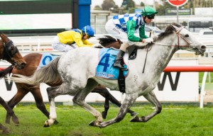 Puissance de Lune winning the Back to Caulfield P.B. Lawrence Stakes at Caulfield - photo by Race Horse Photos Australia