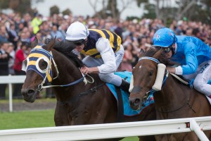 Ibicenco, Brad Rawiller