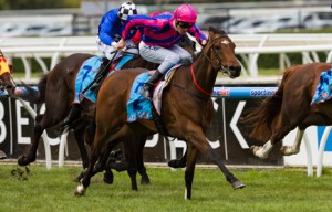 Tips And Beers winning the McCain's Foods Handicap at Caulfield - photo by Race Horse Photos Australia