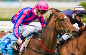Tips And Beers winning the McCain's Foods Handicap at Caulfield - photo by Race Horse Photos Australia