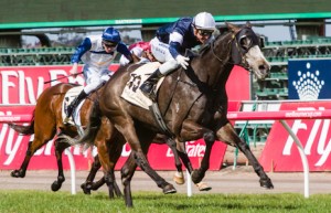 Fawkner winning the The Sofitel at Flemington - photo by Race Horse Photos Australia