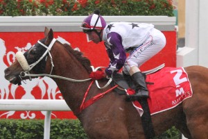 hawkspur2 Hawkspur Caulfield Cup 2013