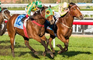 Platelet winning the Sir John Monash Stakes at Caulfield - photo by Race Horse Photos Australia