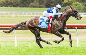 Mahisara winning the Variety - The Children's Charity Sandown Stakes at Sandown - photo by Race Horse Photos Australia (Steven Dowden)Mahisara returning to scale - photo by Race Horse Photos Australia (Steven Dowden)