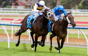Geelong Raceday Ibicenco winning the Geelong Cup at Geelong - photo by Race Horse Photos Australia (Steven Dowden)