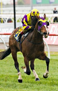 Horse winning the The Hong Kong Jockey Club Maribyrnong Plate at Flemington ridden by Vlad Duric and trained by Robbie Laing - (photo by Steven Dowden/Race Horse Photos Australia)