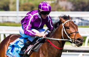 Boban winning the Moonga Stakes at Caulfield - photo by Race Horse Photos Australia