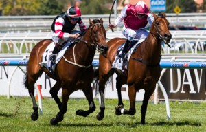 Polanski winning the Norman Robinson Stakes at Caulfield - photo by Race Horse Photos Australia