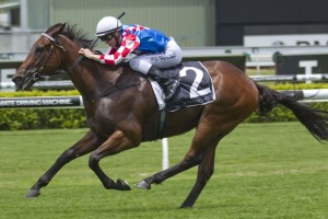 Laidback Larry (Adam Hyeronimus) wins at Rosehill on January 1, 2014 - photo by Martin King / Sportpix - copyright