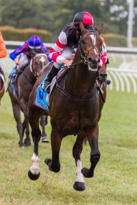 Lord Of The Sky winning the Guinot International Handicap at Caulfield ridden by Patrick Moloney and trained by Robbie Laing - (photo by Steven Dowden/Race Horse Photos Australia)