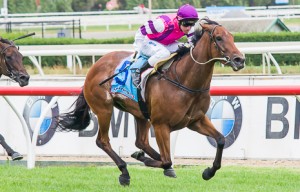 Loveyamadly winning the City of Glen Eira Handicap at Caulfield - photo by Race Horse Photos Australia (Steven Dowden)