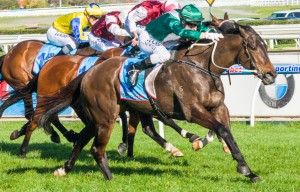 Samaready - Underwood Stakes day at Caulfield