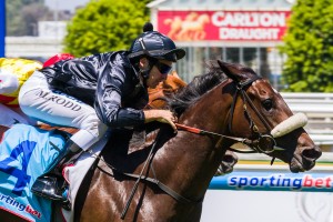 Scratchy Bottom winning the Robert Hunter Handicap at Caulfield ridden by Michael Rodd and trained by Michael Kent - (photo by Steven Dowden/Race Horse Photos Australia)