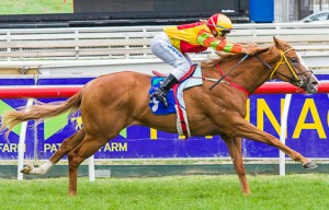 Miracles of Life winning the Patinack Farm Blue Diamond Preview at Caulfield - photo by Race Horse Photos Australia (Steven Dowden)