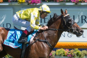 Bull Point, Damien Oliver