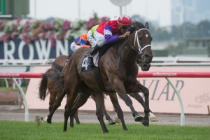 Hucklebuck - Queensland Guineas 2014