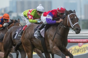 Hucklebuck, Dom Tourneur