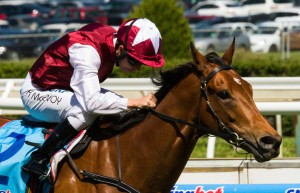 Aerobatics winning the Sportingbet Sprint Series Final at Caulfield - photo by Race Horse Photos Australia