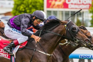 Fiorente winning the Peter Young Stakes at Caulfield ridden by Damien Oliver and trained by Gai Waterhouse - (photo by Steven Dowden/Race Horse Photos Australia)