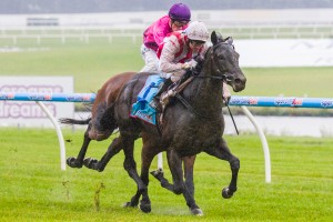 Kincaple Chief winning the Premier Signs Plate at Sandown ridden by Stephen Baster and trained by David Hayes - (photo by Steven Dowden/Race Horse Photos Australia)