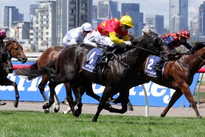 Zululand (Adrienne Bicknell)