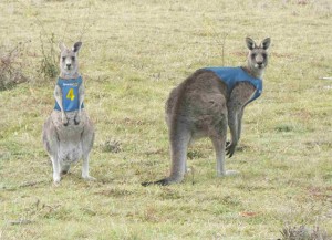 Sportsbet announces worlds first Kangaroo race