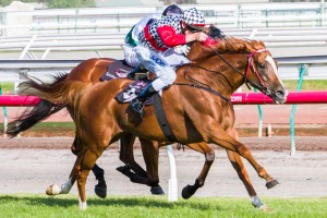 Akzar is our Top Tip in the Eagle Farm Cup 2014 at Eagle Farm racecourse