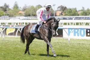 Arabian Gold will jump as the short priced favourite in the 2014 Queensland Oaks Field