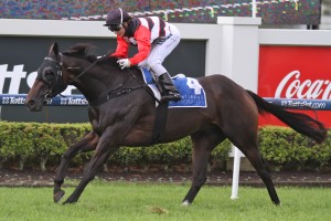 Brave Ali will line up in Saturday's Chairman's Handicap 2014