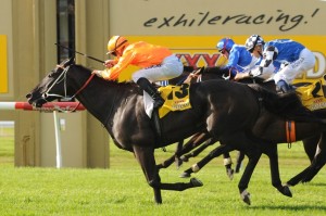 Mecir - Scone Cup 2014